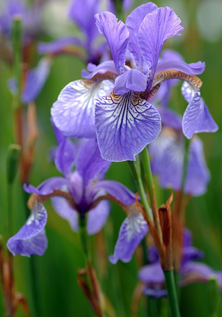 The Purple Iris is my favorite flower I even have an Iris tattoo