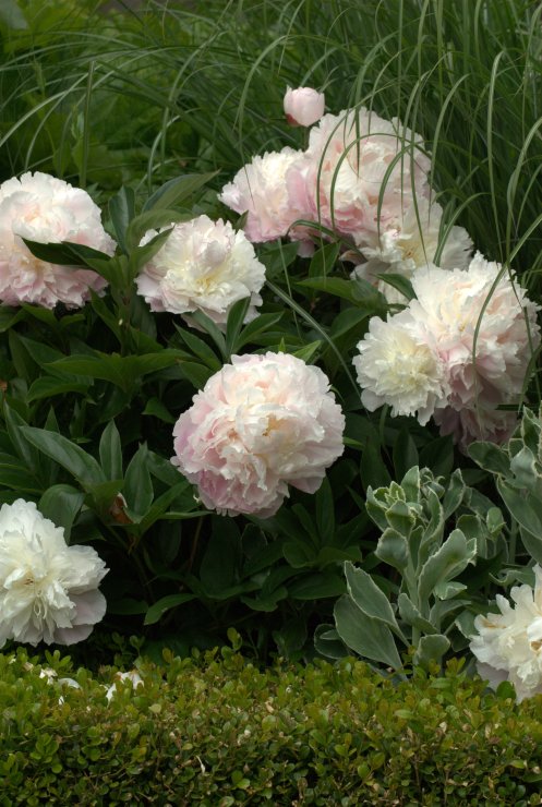 peony pretty in pale pink