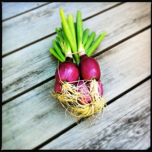 red onion love