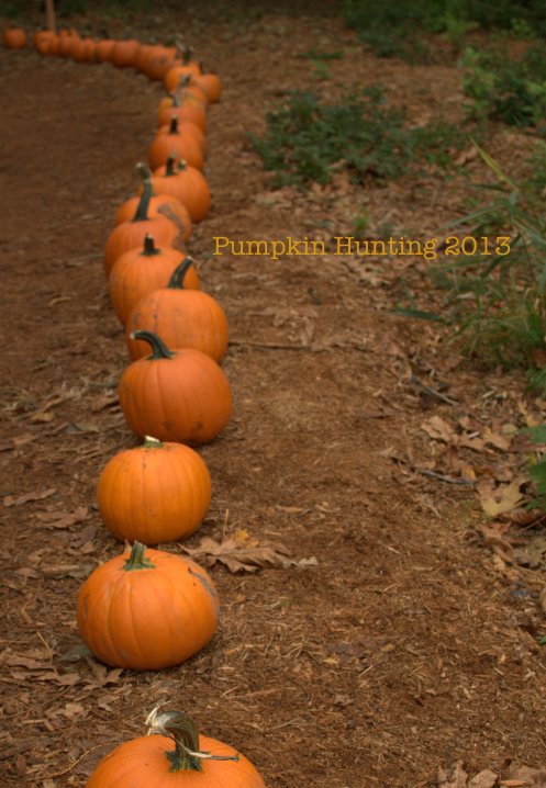 pumpkin hunting